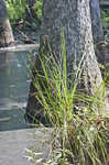 Cypressknee sedge